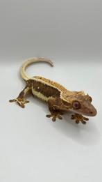 Lilly White Crested Gecko