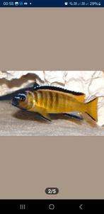 Pseudotropheus ussisya nestje, Vis, Zoetwatervis