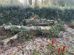 5 boomstammen (beuk), Tuin en Terras, Brandhout, Ophalen, Beukenhout, Stammen