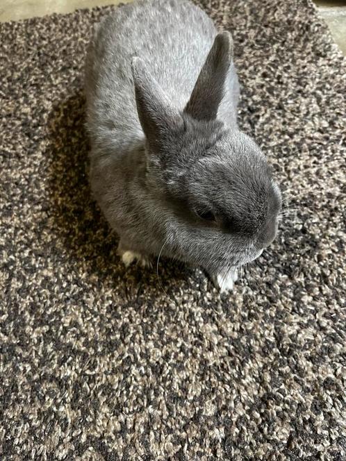 Rustig en lief grijs dwergkonijntje – 2 jaar oud – €10, Dieren en Toebehoren, Konijnen, Middelgroot, Mannelijk, 0 tot 2 jaar