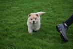 Chow-chow pups prachtige keuze, Dieren en Toebehoren, Meerdere, Poolhond, 8 tot 15 weken, Meerdere dieren