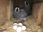 Œufs d'oiseaux fertiles disponibles, Dieren en Toebehoren, Vogels | Toebehoren, Verzenden, Nieuw, Overige typen