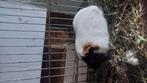 Cavia  manneke, Februari, Cavia