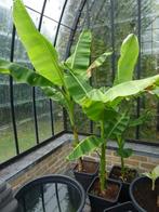 Musa sp. Tibet (winterhard), Volle zon, Vaste plant, Zomer, Ophalen