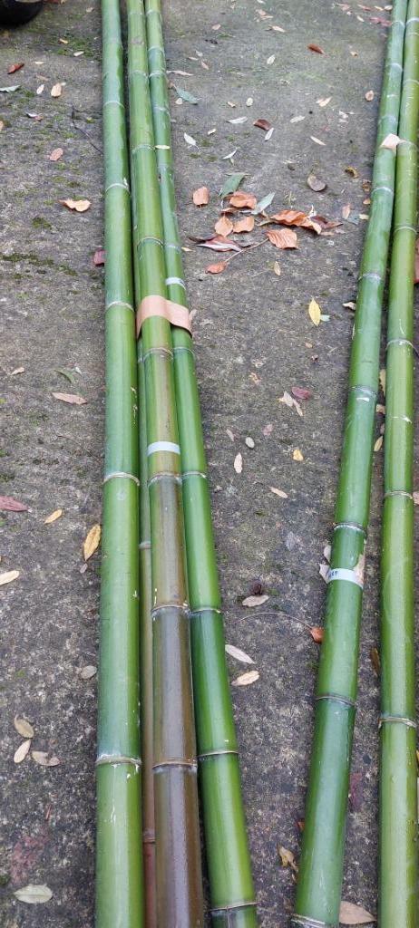 bamboe stokken 6 Meter, Tuin en Terras, Planten | Tuinplanten, Vaste plant, Overige soorten, Ophalen