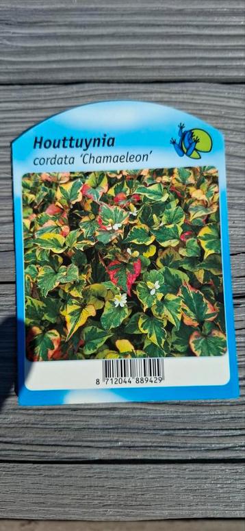 Houttuynia cordata 'Chamaeleon', moerasanemoon, 2 potjes/1€ beschikbaar voor biedingen