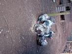 Broedeieren  brahma zilver zwart groorhoender, Dieren en Toebehoren, Pluimvee, Meerdere dieren, Kip