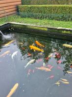 volledige inhoud vijver met oase screenmatic 90.000, Ophalen