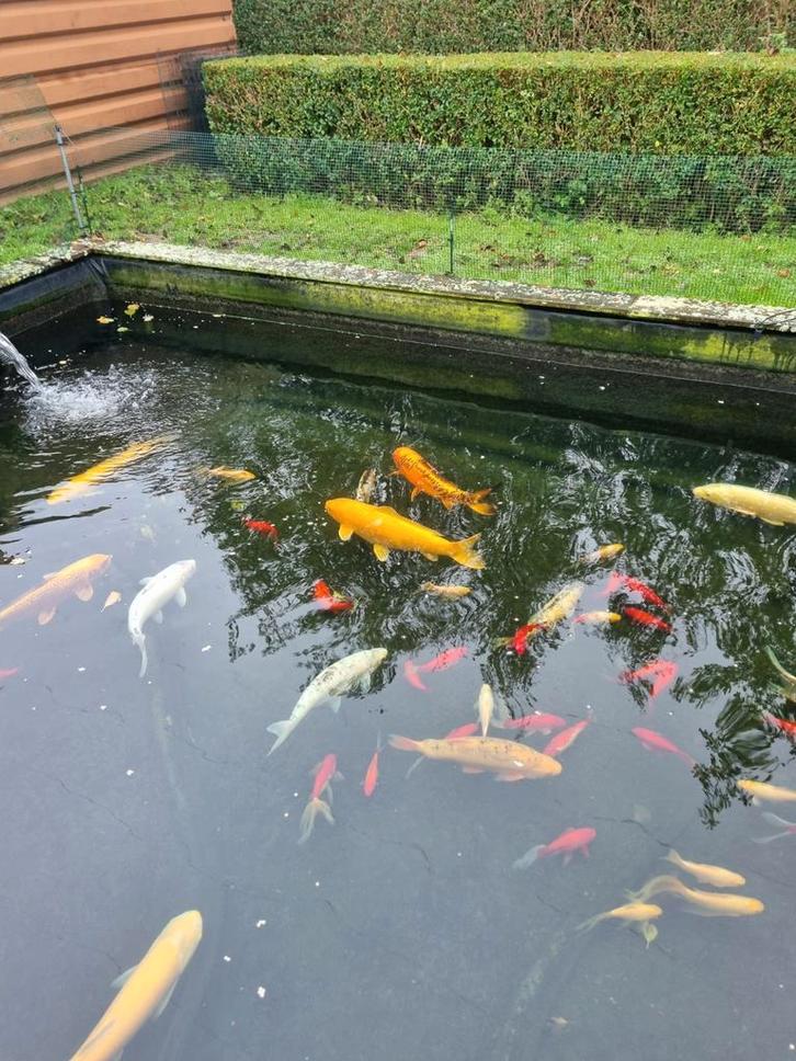 volledige inhoud vijver met oase screenmatic 90.000, Tuin en Terras, Vijvers, Ophalen