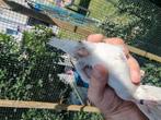 Witte valkparkieten  40 euro, Dieren en Toebehoren, Vogels | Parkieten en Papegaaien, Geringd