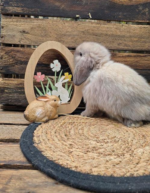 Minilop konijntjes, Dieren en Toebehoren, Konijnen