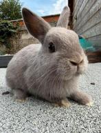 Lapins nains, Février, Mâle