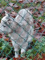 RUILEN, Dieren en Toebehoren, Vrouwelijk, Geit, 0 tot 2 jaar