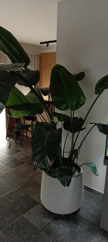 Strelitzia Nicolai 2m avec pot décoratif, Plante verte, Enlèvement, En pot, 150 à 200 cm