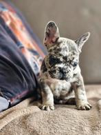 Franse bulldogpupjes, Dieren en Toebehoren, Honden | Bulldogs, Pinschers en Molossers, België, Fokker | Hobbymatig, 8 tot 15 weken