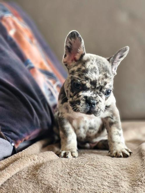 Franse bulldogpupjes, Dieren en Toebehoren, Honden | Bulldogs, Pinschers en Molossers, Meerdere dieren, Bulldog, Fokker | Hobbymatig