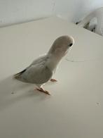 Roseicolli jong baby, Dieren en Toebehoren, Vogels | Parkieten en Papegaaien, Meerdere dieren, Dwergpapegaai of Agapornis, Tam