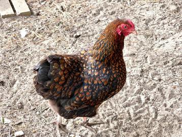 poule wyandotte beschikbaar voor biedingen