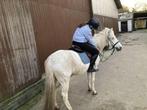 Halve stal gezocht, Dieren en Toebehoren, Paarden