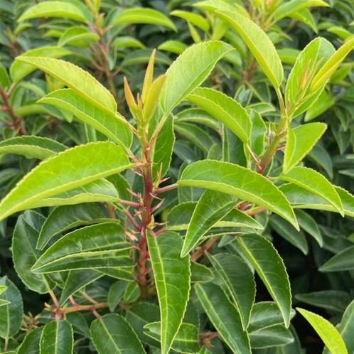 Haagplanten aan stuntprijzen!!, Tuin en Terras, Planten | Struiken en Hagen, Taxus, Ophalen of Verzenden