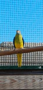 Elegant en turquasineparkiet te ruilen, Dieren en Toebehoren, Vogels | Parkieten en Papegaaien