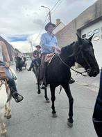 Knappe zwarte parel, Dieren en Toebehoren, Paarden en Pony's | Verzorgingsproducten, Ophalen, Gebruikt
