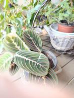 Calathea, Huis en Inrichting, Kamerplanten, Ophalen