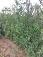 Thuja plicata Atrovirens 2m+, Jardin & Terrasse, Enlèvement ou Envoi, Haie