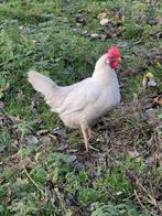 Haan met 2 hennen, Dieren en Toebehoren, Pluimvee, Meerdere dieren, Kip