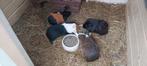 Gratis 4 cavia beertjes (mannetjes), Dieren en Toebehoren, Cavia, Februari, Mannelijk, Tam