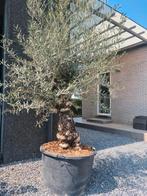 Olijfboom Olea Europaea, Ophalen, Olijfboom