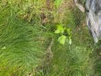 Frambozenscheuten om weg te geven!, Tuin en Terras, Planten | Fruitbomen, Halfschaduw, 100 tot 250 cm, Herfst, Ophalen