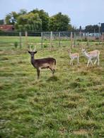Damherten te koop, Dieren en Toebehoren, Juni, Mannelijk