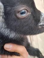 Dwerggeitje, Mâle, Chèvre, 0 à 2 ans