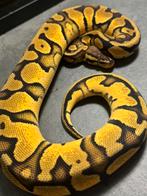Python regius morphs hypo piebald desert ghost makers, Dieren en Toebehoren, Reptielen en Amfibieën