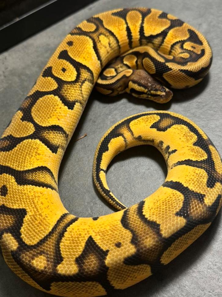 Python regius morphs hypo piebald desert ghost makers, Dieren en Toebehoren, Reptielen en Amfibieën