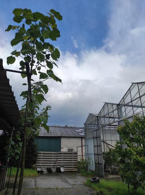 Paulownia tomentosa Kiri, Tuin en Terras, Planten | Bomen, Overige soorten, 100 tot 250 cm, Volle zon, Lente, Ophalen of Verzenden