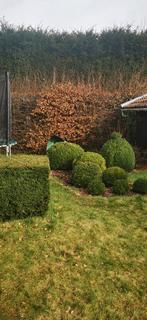 Buxus, Tuin en Terras, Ophalen, Buxus, Struik
