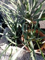 winterharde yucca, Tuin en Terras, Ophalen