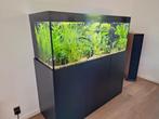 Aquarium 160cm - aankoop 2024, Ophalen, Zo goed als nieuw, Gevuld zoetwateraquarium