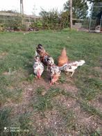 3 Doornikse kriel haantjes, Dieren en Toebehoren, Pluimvee