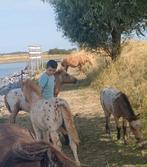 Prachtige lieve  kindgerichte appaloosa  veulens, Minder dan 160 cm, Gechipt, 0 tot 2 jaar, Hengst