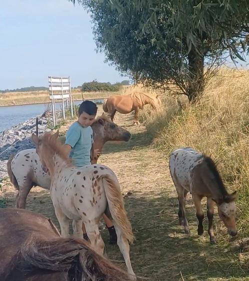 Prachtige lieve  kindgerichte appaloosa  veulens, Dieren en Toebehoren, Paarden, Hengst, Onbeleerd, Minder dan 160 cm, 0 tot 2 jaar