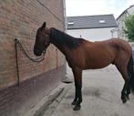 Paard - ruin - 5 jaar, Dieren en Toebehoren, Paarden, Gechipt, Ruin, Niet van toepassing, 3 tot 6 jaar