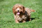 Cockapoo pups te koop, 15 weken tot 1 jaar, Buitenland, CDV (hondenziekte), Meerdere