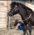 hoofstel shet/pony, Dieren en Toebehoren, Ophalen of Verzenden