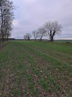 Ceglédpuszta bouwgrond zeer gunstig gelegen #1573, Immo, Buitenland, Kavel of Perceel, Ceglédpuszta, Overig Europa, Dorp