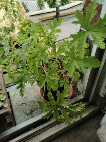 Citroengeranium of citroenpelargonium.
Gezonde plant.  beschikbaar voor biedingen