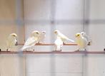 Geel mozaiek kanaries, Dieren en Toebehoren, Vogels | Kanaries, Meerdere dieren, Kleurkanarie