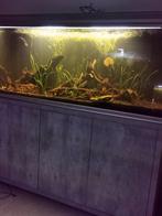 Aquarium 500l aquatlantis + filtre oase + meuble, Dieren en Toebehoren, Ophalen, Zo goed als nieuw
